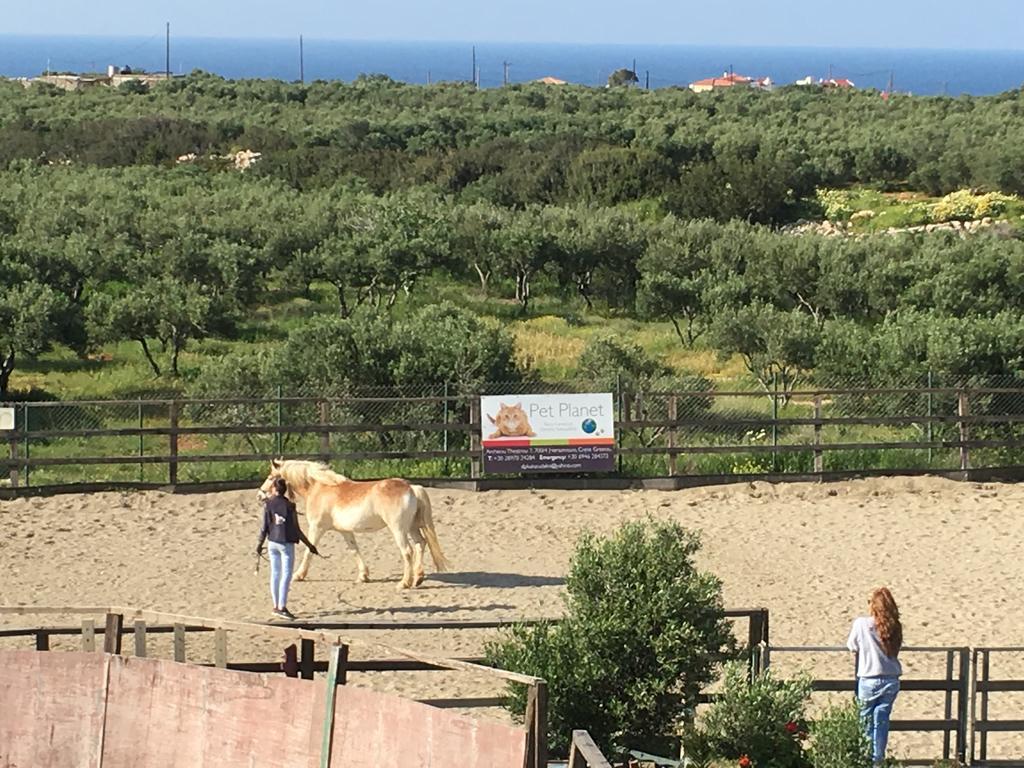 Arion Stables & Apartments Chersonissos Buitenkant foto